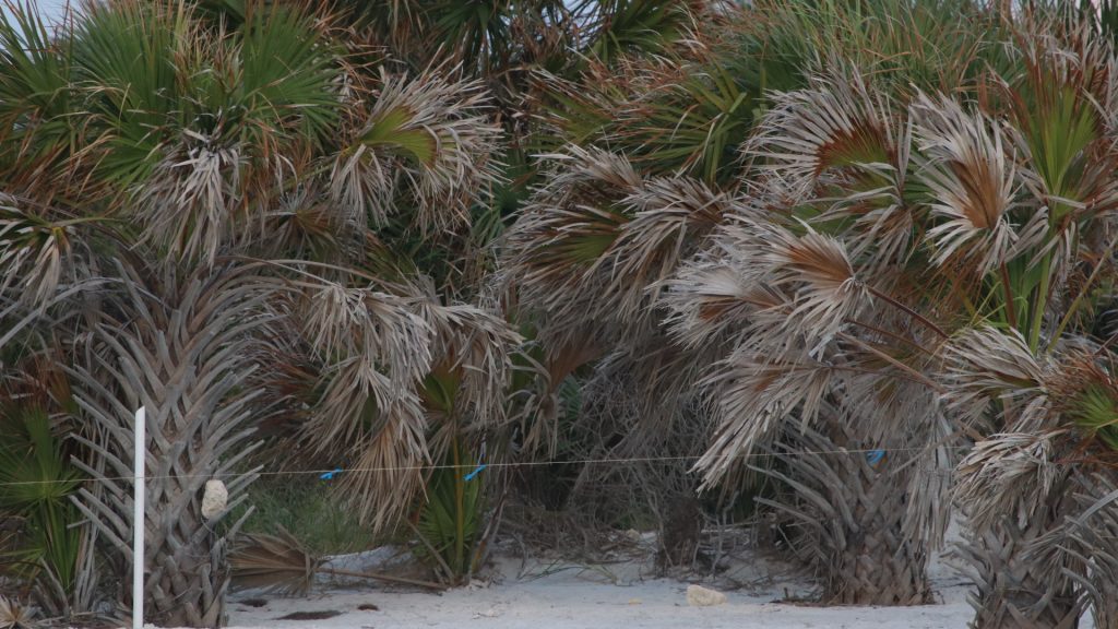 palm trees at honeymoon